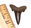 Goblin Shark Tooth